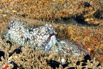 The beautiful colors of nudibranches