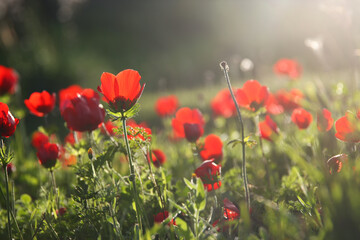 Obraz premium photo of red poppy in the green field at sun light