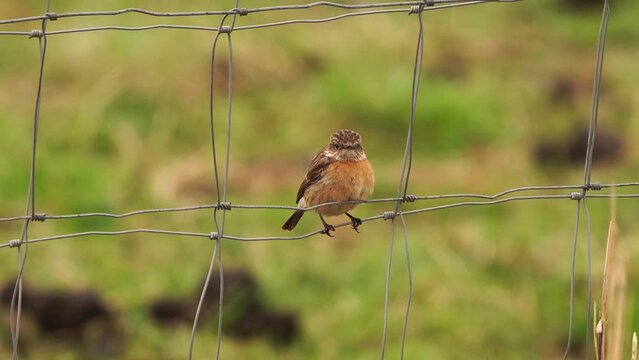 A female Common Stonechat (Saxicola rubicola) in a fench