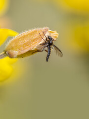 Hilara sp. fly on gorse flower.