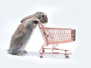Side way, adorable grey bunny rabbit pushing empty rose gold shopping cart or trolley over white background.  Online shopping, sales, Easter holidays concept.