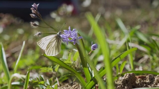 Butterfly on alpine squill flower. Wild flowers bloom in the forest. Pieris rapae or cabbage butterfly pollinates wood squill blue flowers. Beautiful nature. Spring sunny day on blossoming meadow