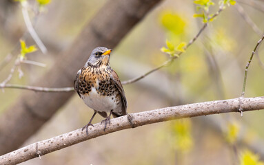 field thrush sits on a tree branch