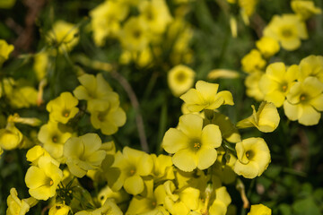 Sourgrass yellow flowers blooming