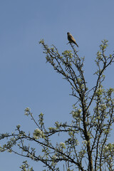 Common Kestrel perched on a branch