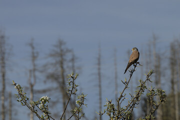 Common Kestrel perched on a branch