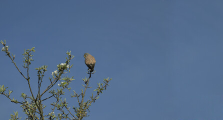 Common Kestrel perched on a branch