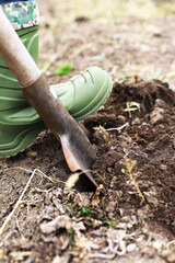 work in the garden. spring. the guy digs the ground, plants and plants vegetables.