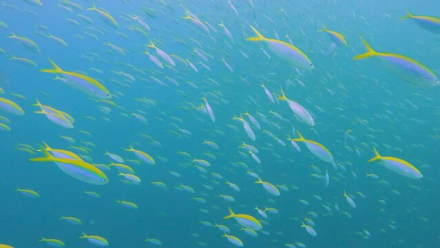 Shoal of yellow and blueback fusiliers caesio teres swimming in open water