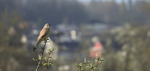 Common Kestrel perched on a branch