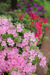 pink and white flowers