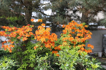 flowers in the garden