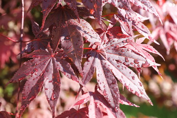 red maple leaves