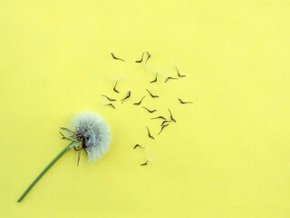 Flat lay white dandelion flower and dark seeds on yellow background