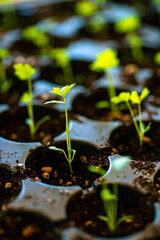 young shoots in the pot