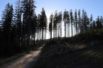 path in the woods