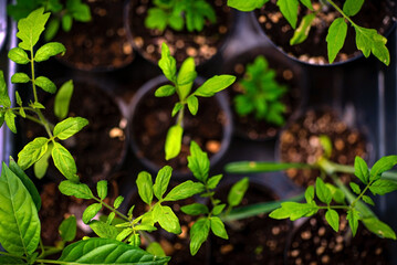 young shoots in the pot