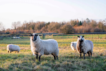 Sheep standing in a field with beautiful soft evening light