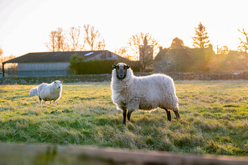 Sheep standing in a field with beautiful soft evening light