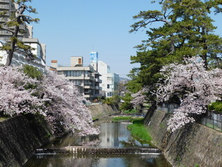 桜が咲く夙川河川敷緑地(兵庫県西宮市で2022年4月撮影)