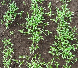 Spring bed with small shoots of coriander. Useful natural herbs. Agriculture.