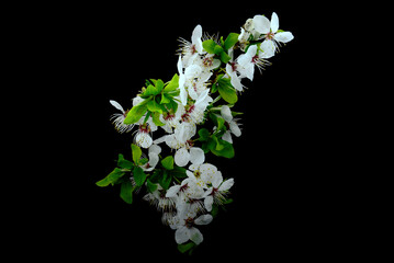 Kwiat wiśni. Drzewo wiśniowe i jego delikatne białe płatki. Kwitnące kwiaty jako tapeta na pulpit lub tekstura. 