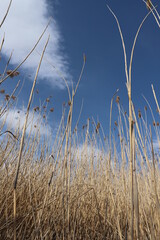 reeds in the water