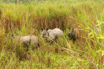 Three one horned Indian rhinos standing at grass land at Garumara national park, west Bengal, India.
