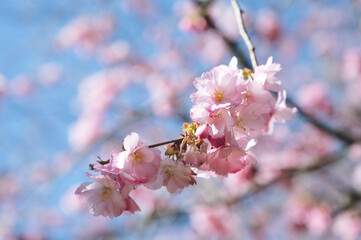 Close-up of branches of blooming cherry tree with blue sky in background. Beautiful spring nature background. Pink blossoms.