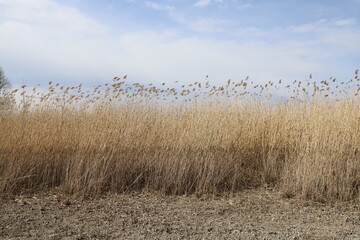 reed in the wind