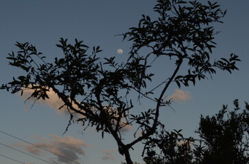 &Aacute;rbol y luna