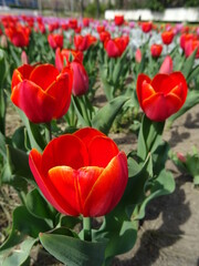 Nice flowers in the park