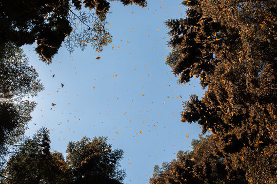 Monarch Butterfly in biosphere reserve in Angangueo, Mexico