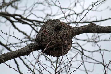 Big burl on tree branch