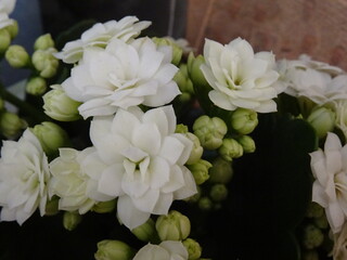 Nice flowers in the park