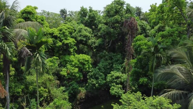 Aerial or top view of deep green forest or jungle. The leaves of green trees produce a lot of oxygen. The role of forests is very important in maintaining the level of oxygen.