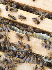 Bienen trinken Honig