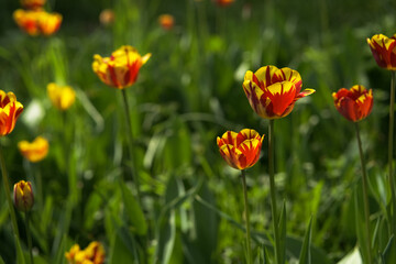 Bright yellow and red tulip flower. Spring background.