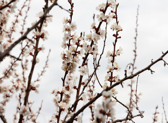 Apricot fruit tree blossoms with dense white flowers in garden