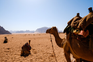 Camels in the Wadi Rum desert in Jordan