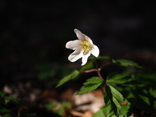 Anemonoides nemorosa (wood anemone) in a forest of Szczecin Poland (17th April 2022) 