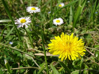 Obraz premium Nice flowers in the park