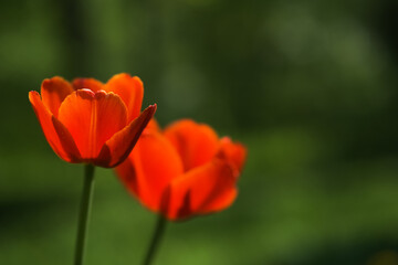Bright yellow and red tulip flower. Spring background.