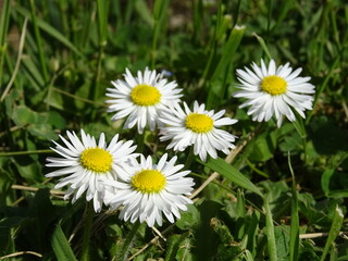 Fototapeta premium Nice flowers in the park