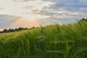 sunset on green rye,field of green rye at sunset, Ukrainian rye grows