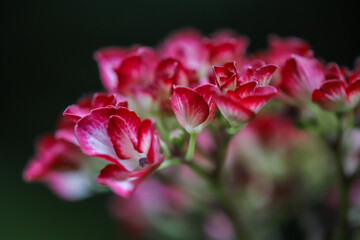 赤い紫陽花の花