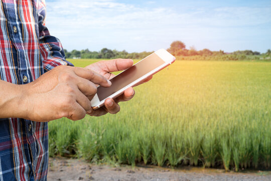 Farmer use digital mobile phone to collect, report and analyze data in rice agriculture farm, Smart farming concept.