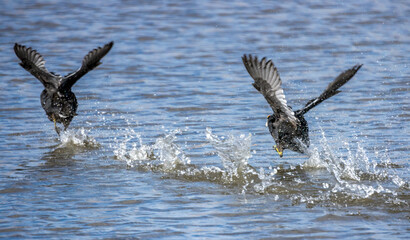 Migratory birds of Colorado. Canada Geese flying in Monte Vista National Wildlife Refuge, Southern Colorado