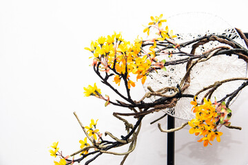 Yellow Ochna flowers, Lunar, Chinese New Year decorations with white background
