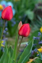 Close-up shot of red tulips blooming in the garden